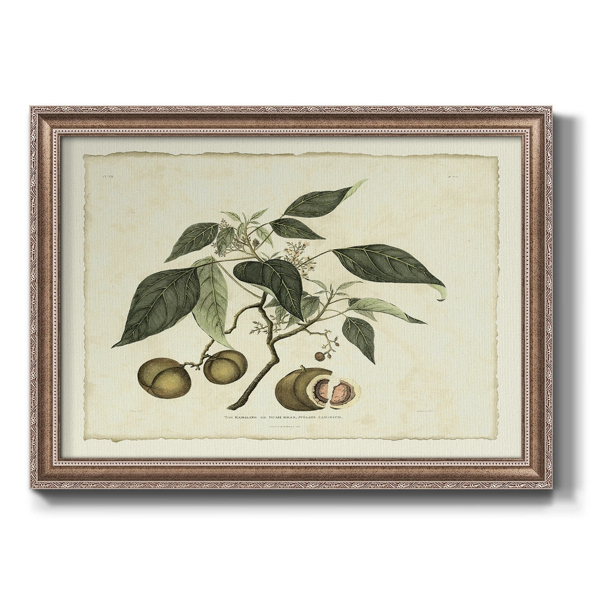 Crackled Delicate Botanical II (AH) Premium Framed Canvas- Ready to Hang
