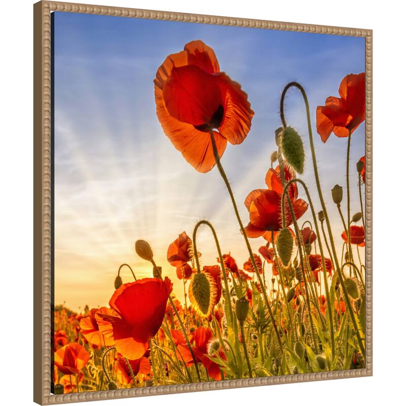 Fascinating Poppies by Melanie Viola Framed Canvas Wall Art Print