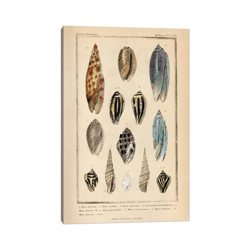 iCanvas "Mollusks I" by Piddix Canvas Print