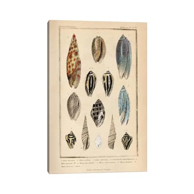 iCanvas "Mollusks I" by Piddix Canvas Print