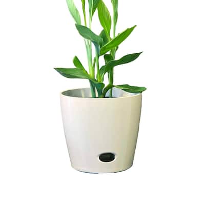 10" Round Self-Watering Indoor/Outdoor Bamboo Pot