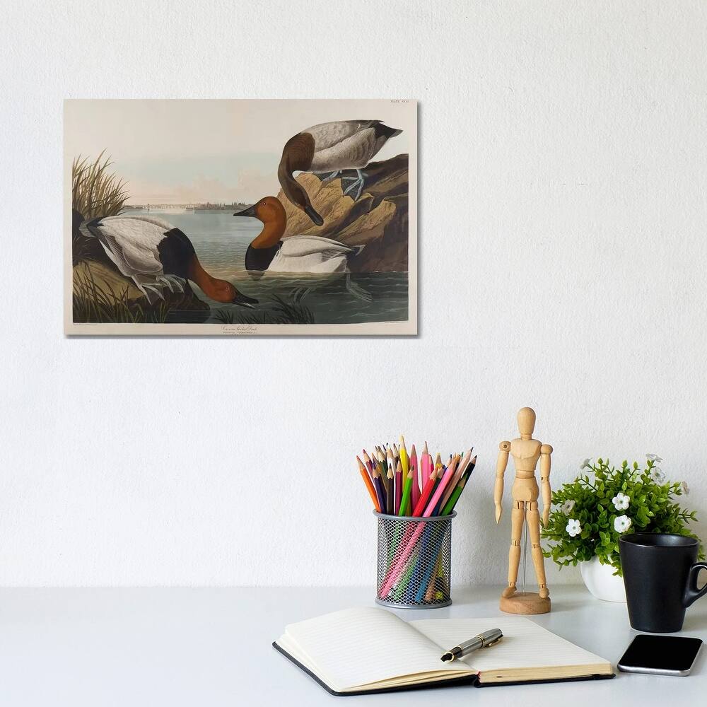 iCanvas "Canvas Backed Duck, 1836" by John James Audubon Canvas Print