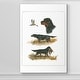 preview thumbnail 4 of 8, Gordon Setter -Premium Gallery Wrapped Canvas