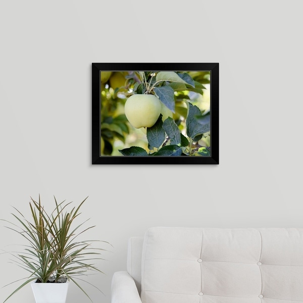 "Golden Delicious apples on a tree in an orchard" Black Framed Print