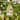 Glitzhome 10.75"H Solid Wood Green Roof Garden Hanging Birdhouse