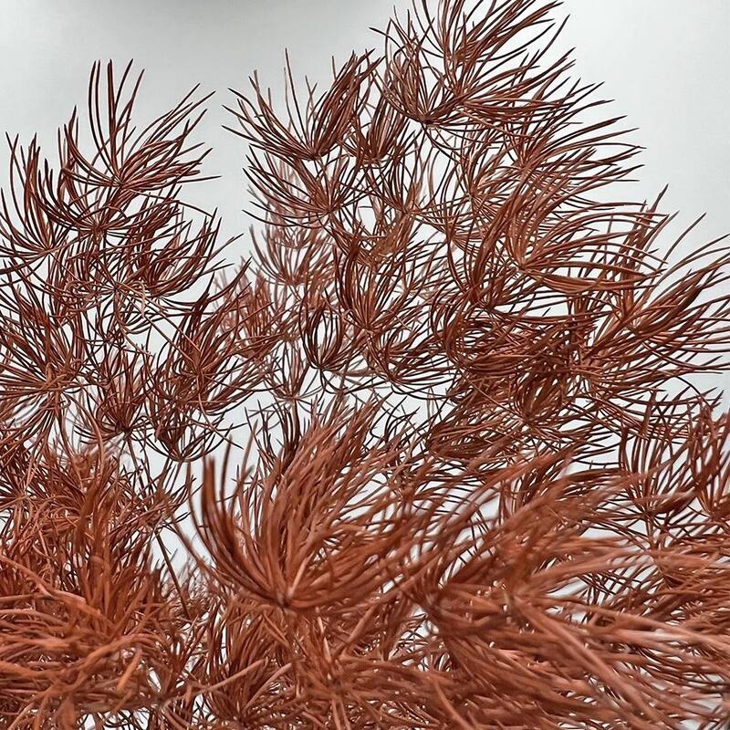 Bundle of 4 Preserved Asparagus Fern,12-20 inches long - 12-20 inch