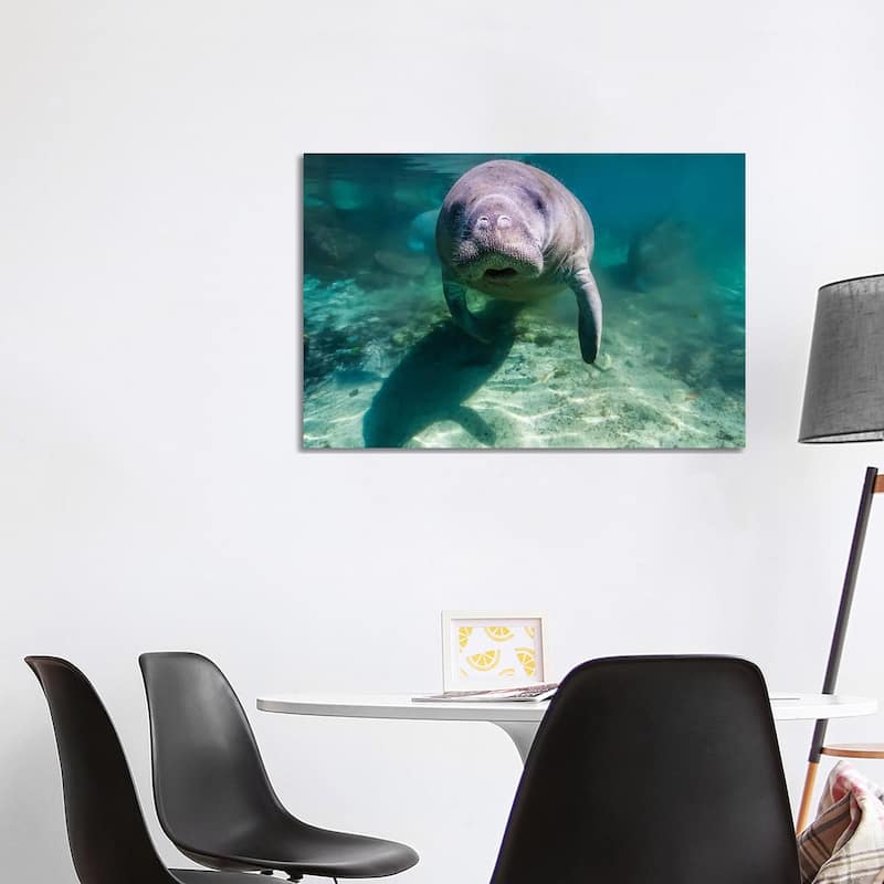 iCanvas "Manatee In Crystal River, Florida" by Jennifer Idol Canvas Print - 26x40x1.5