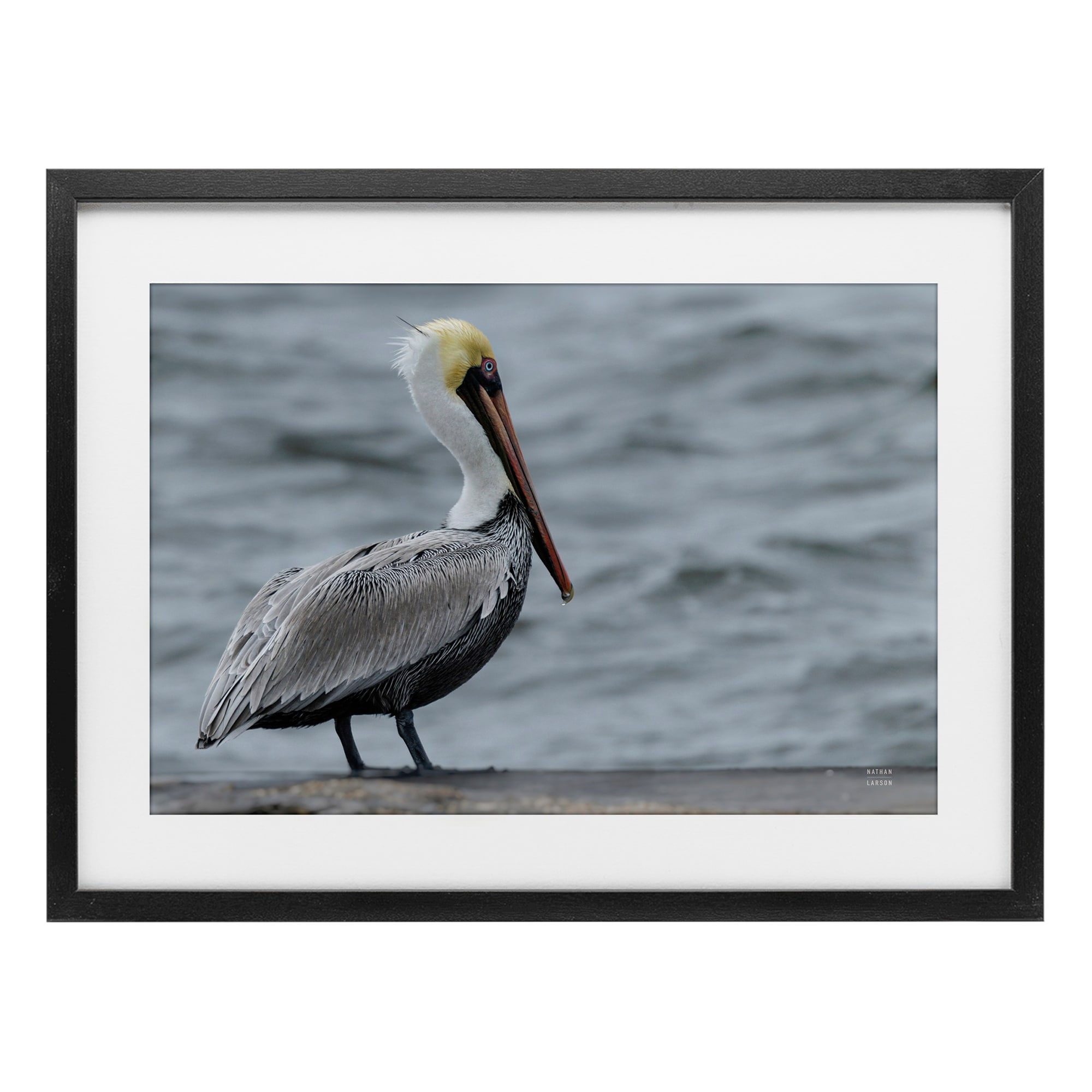 Stupell Pelican Watch Photography Under Glass Framed Design By Nathan Larson