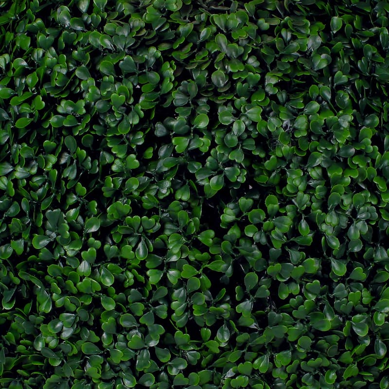 Boxwood Hedge Wall