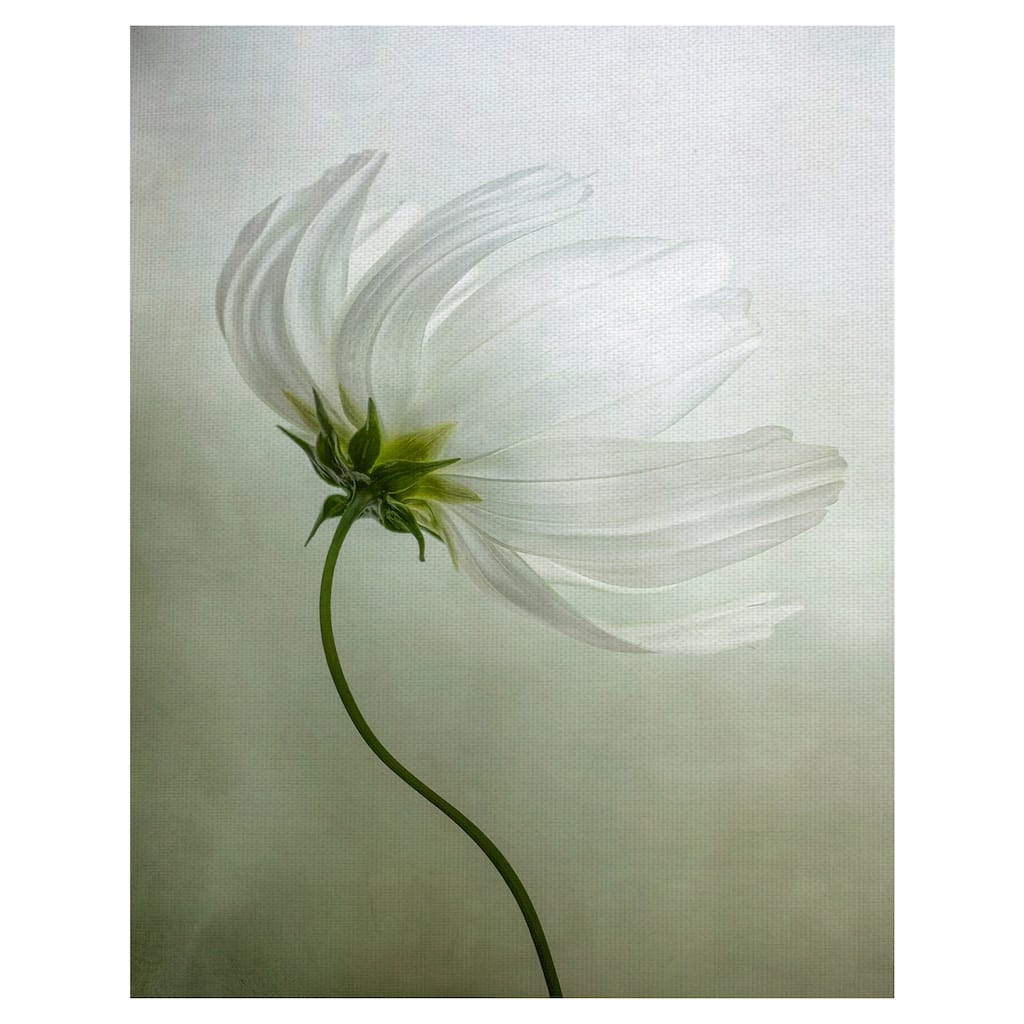 Cosmos Charisma by Mandy Disher Canvas Art Print