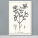 preview thumbnail 3 of 8, Antique Black & White Botanical-Premium Gallery Wrapped Canvas