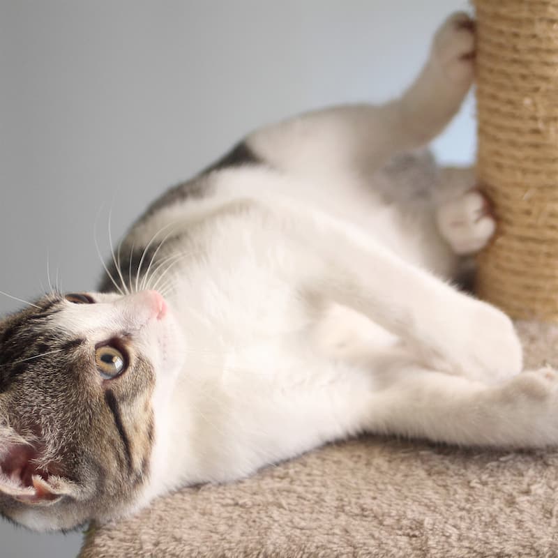 PETMAKER 3-Tier Cat Tree