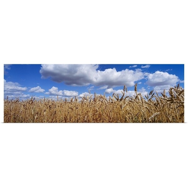 "Wheat crop growing in a field, near Edmonton, Alberta, Canada" Poster Print