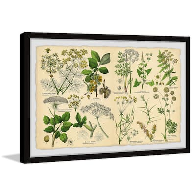Selinum Carvifolia Framed Print