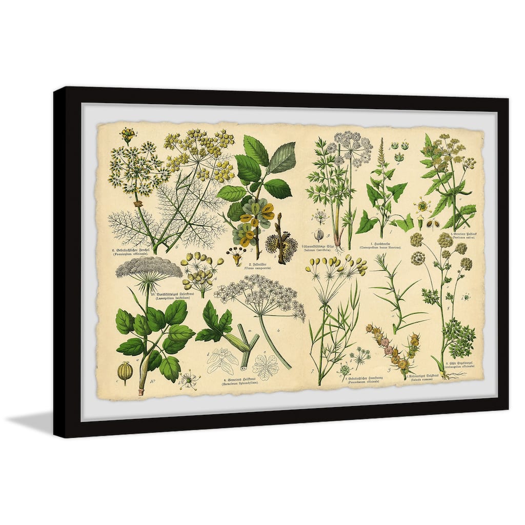 Selinum Carvifolia Framed Print