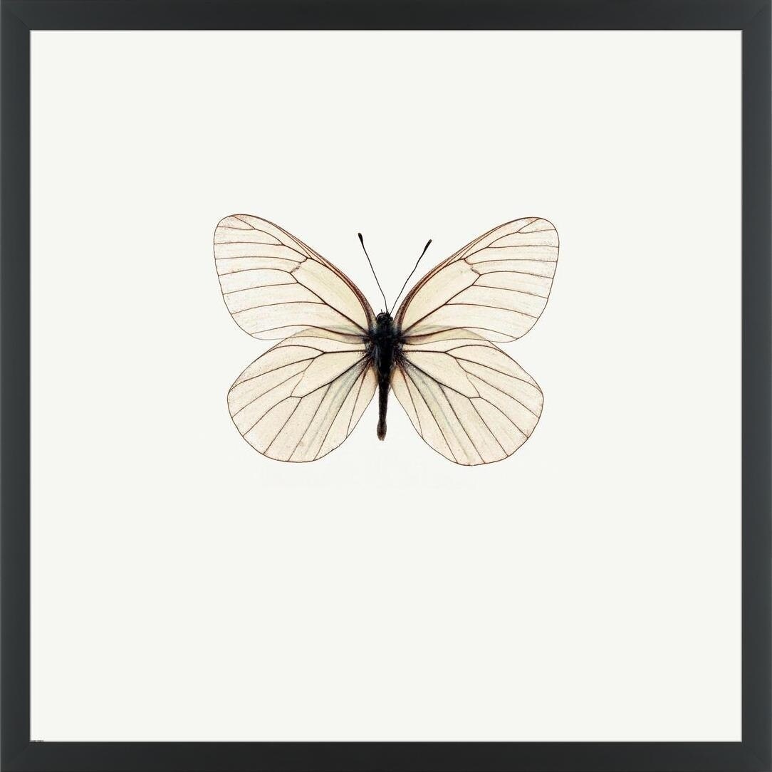 easy art prints photoinc studio s white butterfly premium canvas art