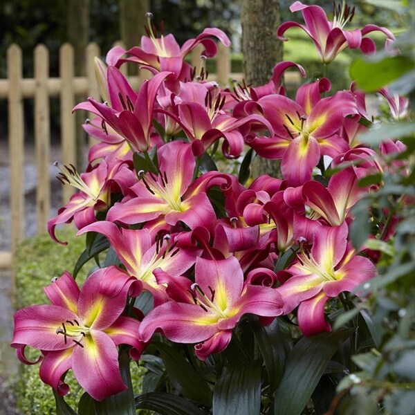 Van Zyverden Lilies Mammoth Tall Lilies Empoli Set of 7 Bulbs