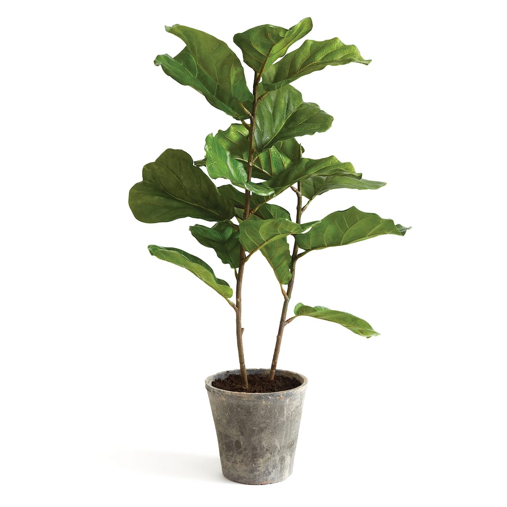 43" Fiddle Leaf Potted Fig Treex - 43 in