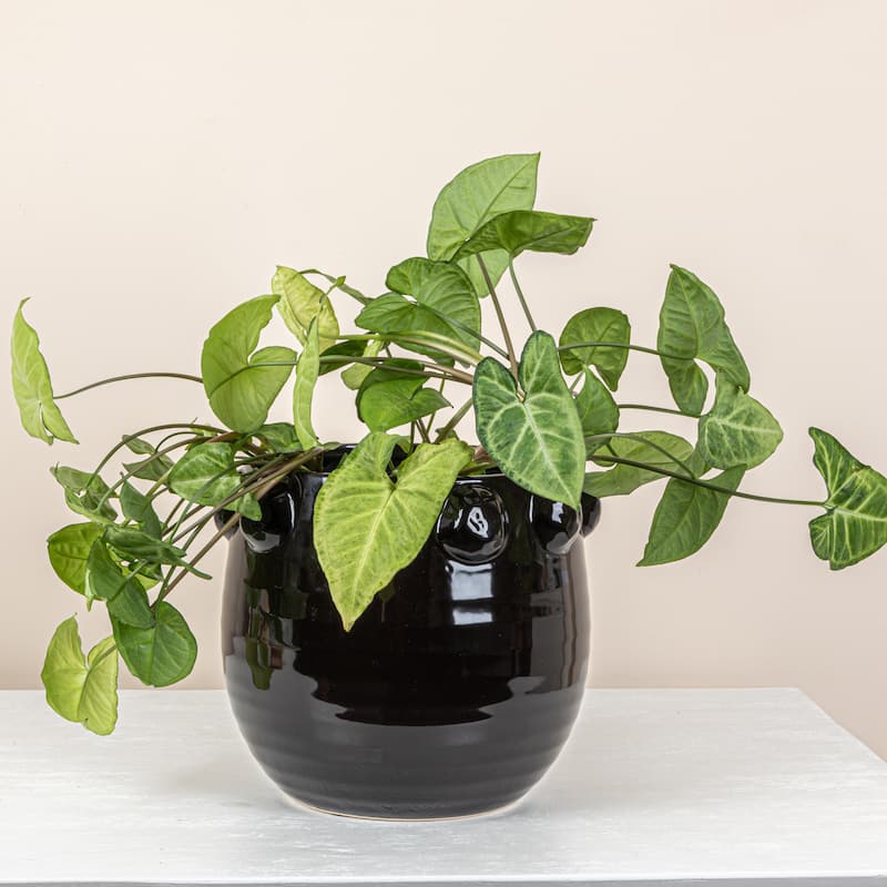 Terra-cotta Planter with Raised Dots Design - 10.5"L x 10.5"W x 9.0"H - Black