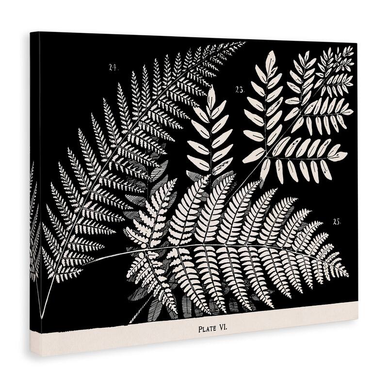 Stupell Fern Varieties on Black Canvas Wall Art Design By Phillipa Katz