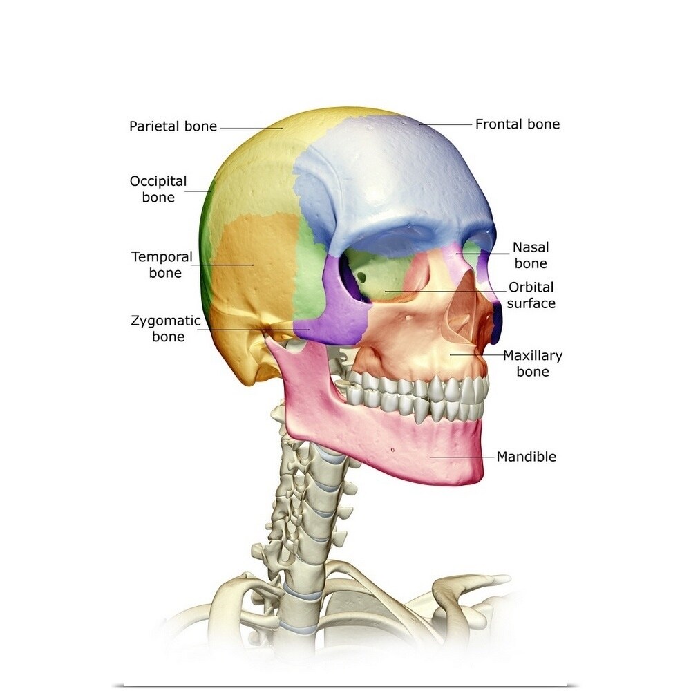 How Many Bones In The Face And Head - Bones Of The Face Joi Jacksonville Orthopaedic Institute ...