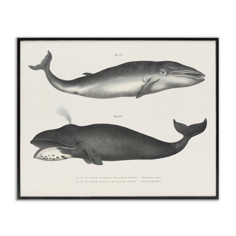 Stupell Vintage Whale Study Diagrams Framed Giclee Art Design By Phillipa Katz - 30 x 24 - Black