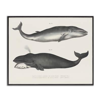 Stupell Vintage Whale Study Diagrams Framed Giclee Art Design By Phillipa Katz