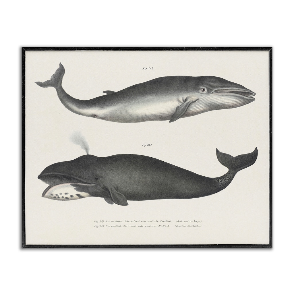 Stupell Vintage Whale Study Diagrams Framed Giclee Art Design By Phillipa Katz