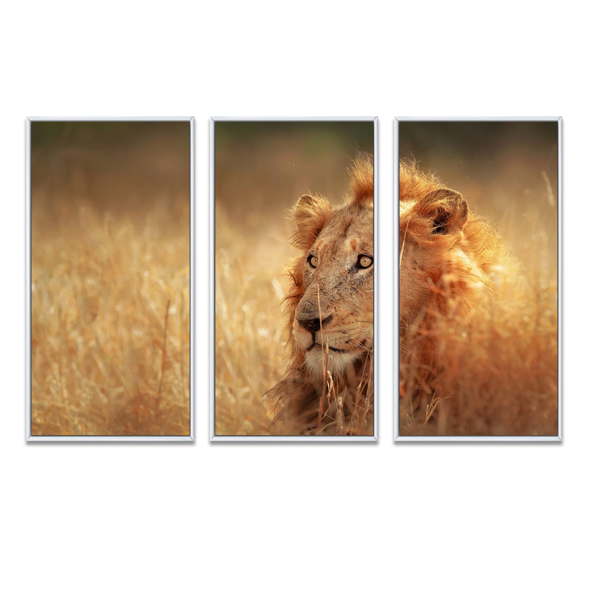 Designart "Relaxing Lion in Grassland" Animal Framed Art Set of 3 4