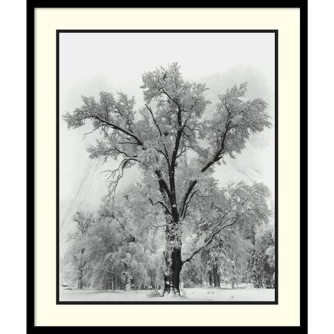 Framed Art Print 'Oak Tree, Snowstorm, Yosemite National Park-1948' by Ansel Adams 27 x 32-inch