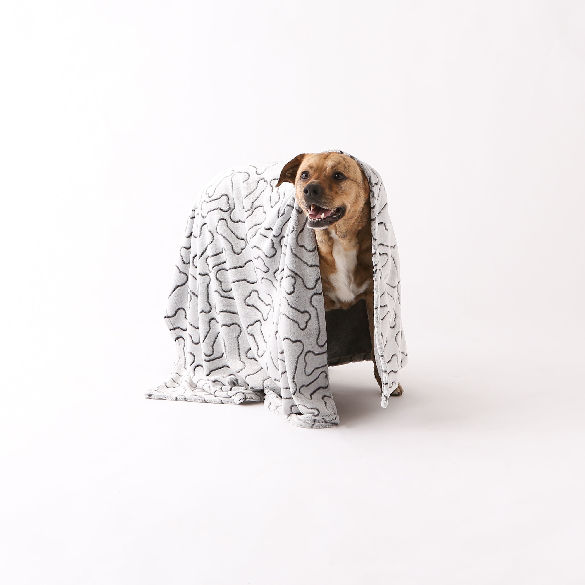 Bone dry dog blanket clearance