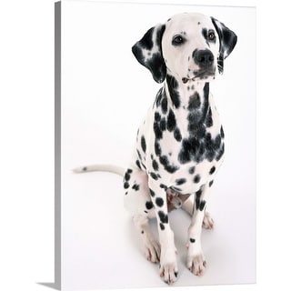 dalmatian canvas art