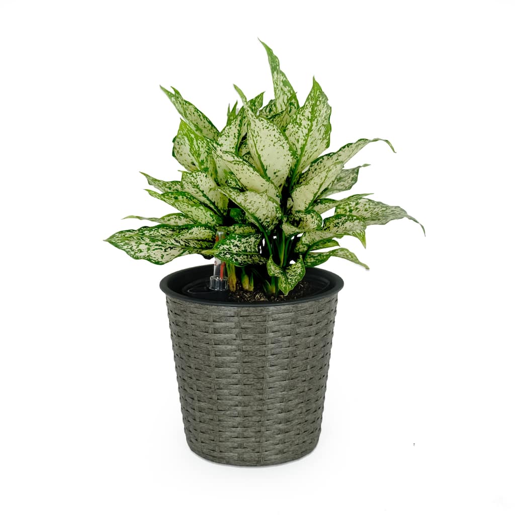 DTY Signature 10.2" Self-watering Wicker Decor Planter for Indoor and Outdoor - Round