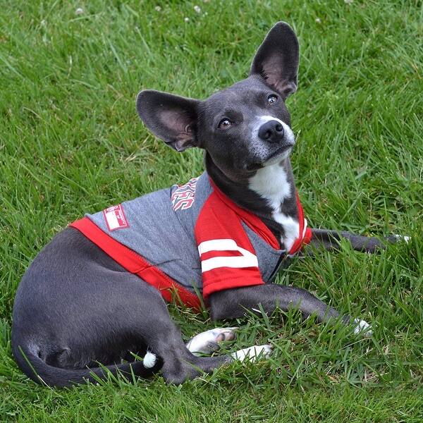 Shop Ncaa Hoodie Tee For Dogs Cats Licensed Football Basketball