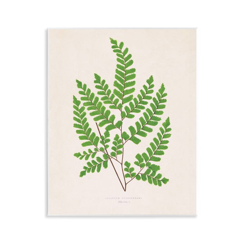 Stupell Woodland Sprigs Study Wall Plaque Art Design By Phillipa Katz - 11 x 14