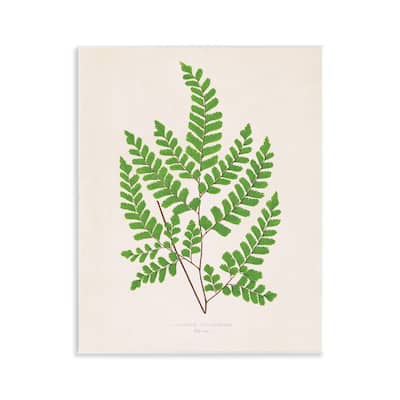 Stupell Woodland Sprigs Study Wall Plaque Art Design By Phillipa Katz