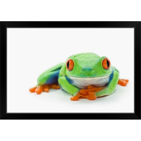 "Red-Eyed Tree Frog (Agalychnis Callidryas)" Black Framed Print