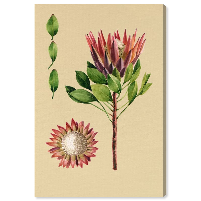 Wynwood Studio Canvas Floral and Botanical Flower and Leaves Red and Light Red Rustic Wall Art Canvas Print