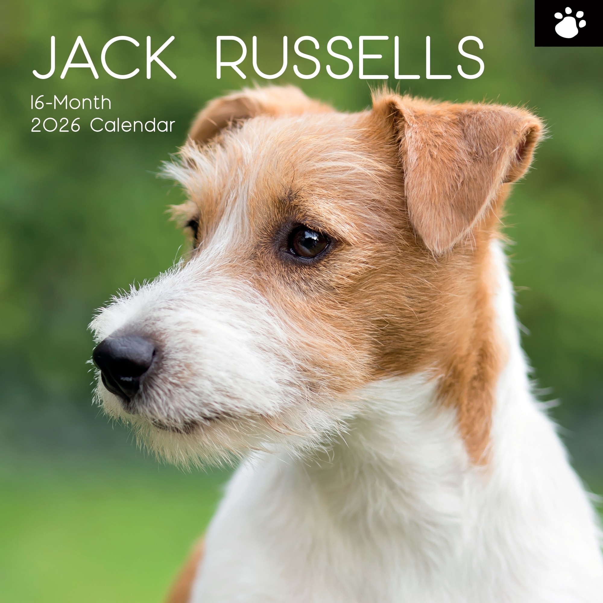 The Gifted Stationery 2026 Square Wall Calendar, Jack Russells, 16-Month Paw Prints Theme 12x12 in