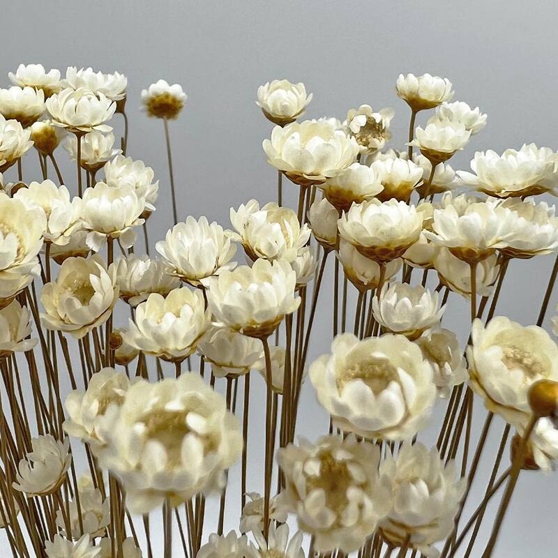 Bundle of 4 Preserved Little Star Flower,16-20" long - 16-22 inch