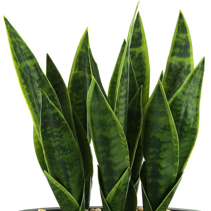Snake Plant With Rocks in a Fiberstone Pot