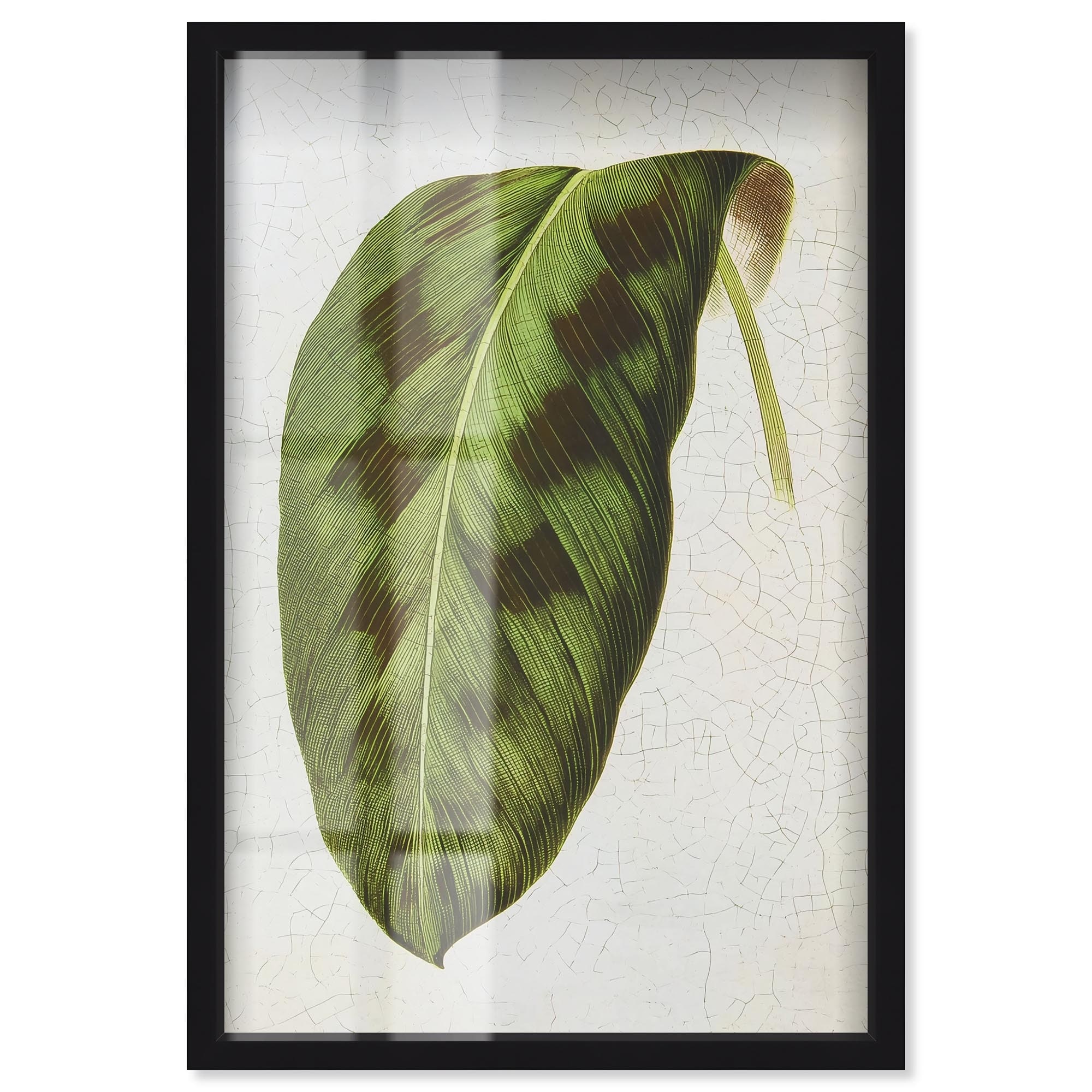 Rattlesnake Leaf Botanical Decor Shadowbox Print by Art Remedy