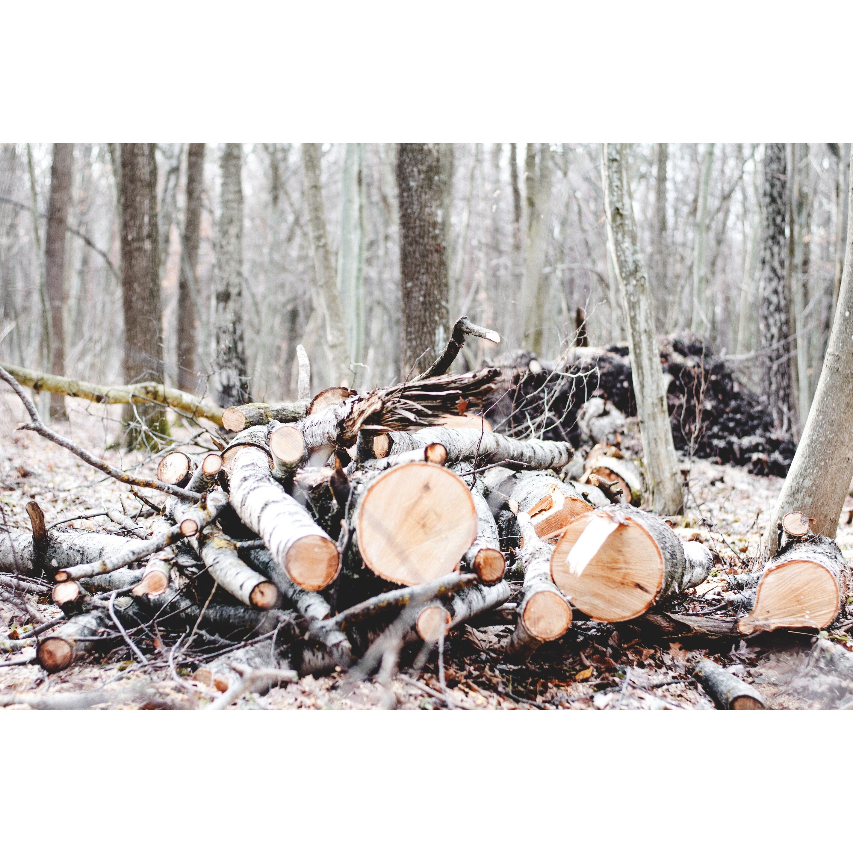 Shop Nature Tree Wooden Log Photograph Art Print Wall Artwork Decor Overstock 27671012 Large wooden freestanding 3d family wishing tree.can be used for christening. overstock com