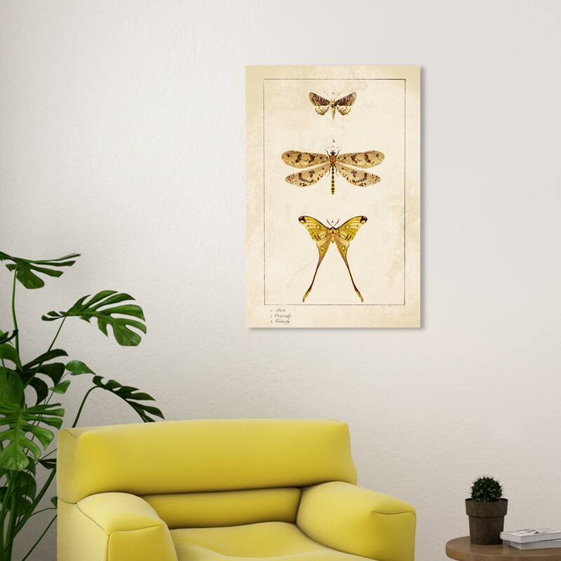 Wynwood Studio Canvas Animals Three Vintage Winged Insects Gold and Mid-Century Modern Wall Art Canvas Print - Gold, Yellow - 30 x 20