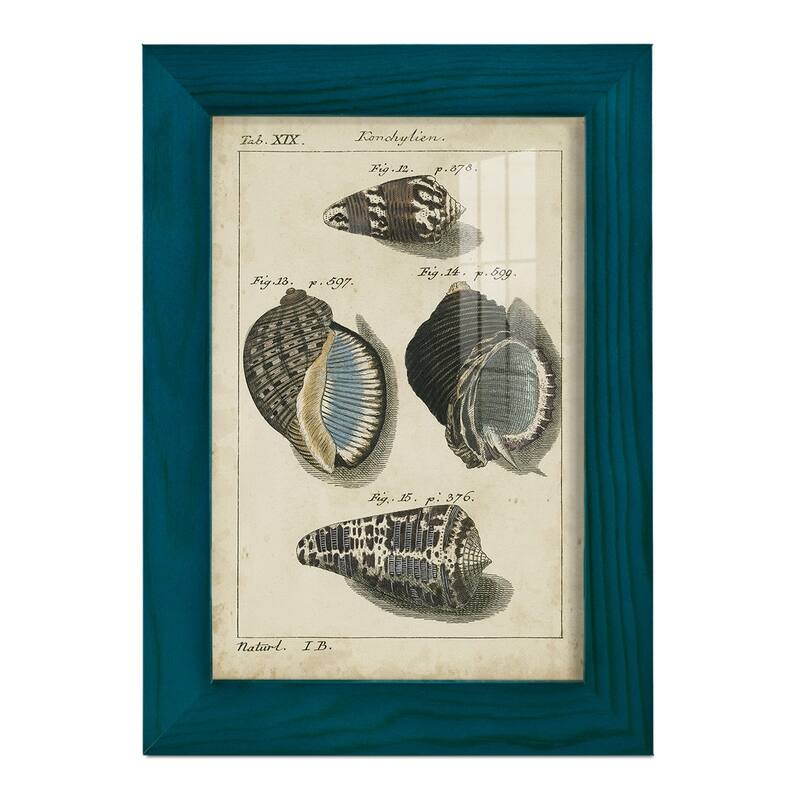 Vintage Shell Study III -Framed Print w/glass-Cherry Red
