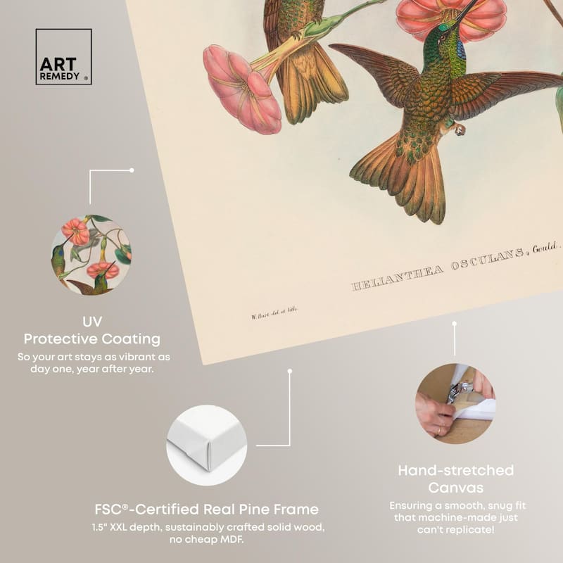 Gould's Hummingbirds Canvas by Art Remedy, Gallery Wrapped