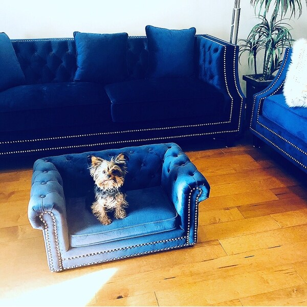 blue dog couch