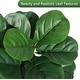 preview thumbnail 3 of 42, Artificial Fiddle Leaf Fig Tree with 48 Leaves in White Planter Pot, Faux Ficus Lyrata Plant for Home or Office Decor