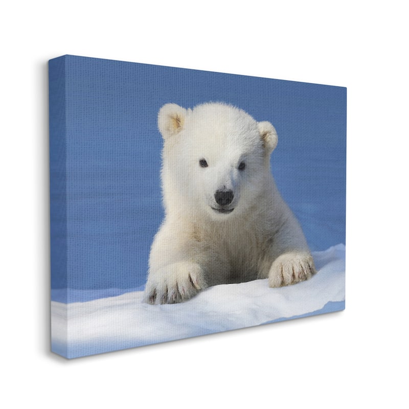 Stupell Baby Polar Bear Peeking Canvas Wall Art Design by © Shane Lamb