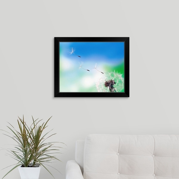 "Dandelion seeds blowing from dandelion seed head" Black Framed Print